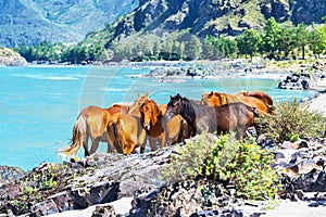 Altai horses at the Katun river. Gorny Altai, Siberia, Russia