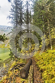 Altai landscape. Trail in the forest near Multinskoe Lakes.