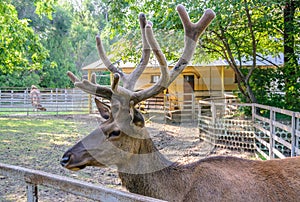 Altai maral Cervus elaphus sibiricus photo