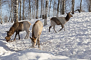 Altai marals at feeders in the winter mountains