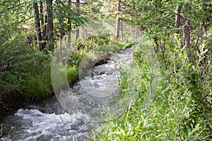 Altai mountain river in forest