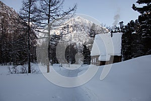 Altai mountain winter and trees