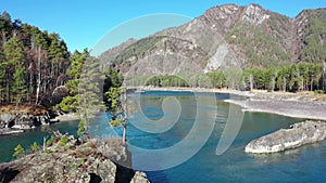 Altai natural landscape of altai river Katun and rocky island with pine tree