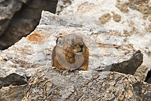 Altai pika, or alpine pika. Mammal of the genus pika of the detachment of Lagomorphs