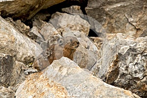 Altai pika, or alpine pika. Mammal of the genus pika of the detachment of Lagomorphs