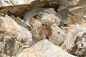 Altai pika, or alpine pika. Mammal of the genus pika of the detachment of Lagomorphs