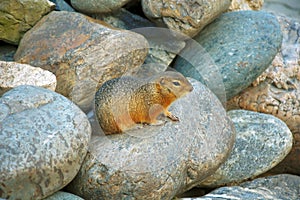 Altai squirrel Citellus undulatus