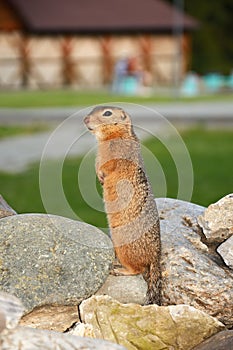 Altai squirrel Citellus undulatus