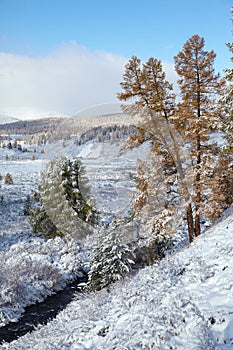 Altai under snow