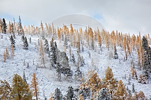 Altai under snow