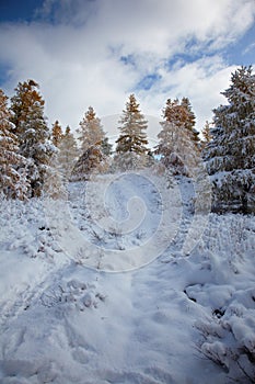 Altai under snow