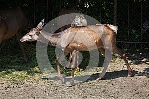 Altai wapiti Cervus canadensis sibiricus