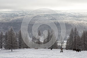 Altai. Winter landscape with mountains covered with snow on sunset