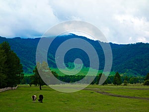 Altaian mountains and fields