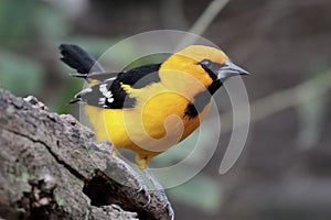 Altamira Oriole - Icterus gularis