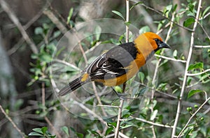 Altamira Oriole Perched on a Branch