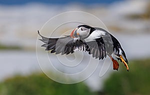 Altantic puffin off the coast of Maine