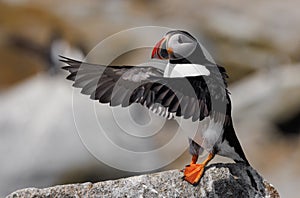 Altantic puffin off the coast of Maine