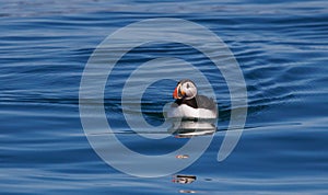 Altantic puffin in the water off the coast of Maine
