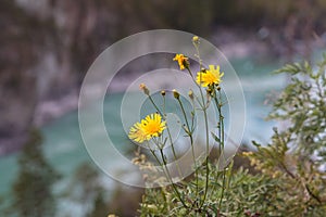 Altay flowers on the edge