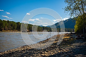 The Altay landscape with mountain river Katun and green rocks at spring time, Siberia, Altai Republic