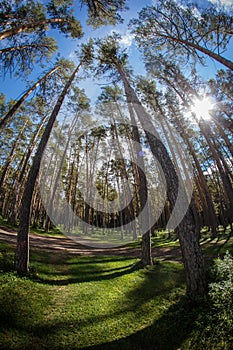 Altay tree forest whit sunshune