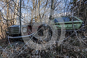 alte rostige autos in einem verwachsenen garten