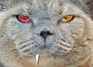 Alter ego split personality bad tempered mean pedigree british shorthair bumpkin cat