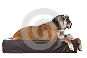 Old boxer dog in a dog bed