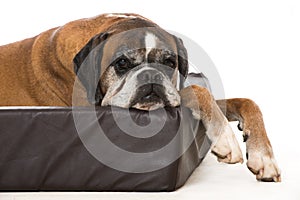 Old boxer dog in a dog bed
