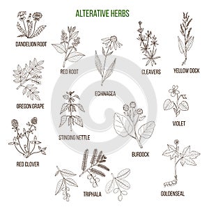 Alterative herbs. Hand drawn set of medicinal plants