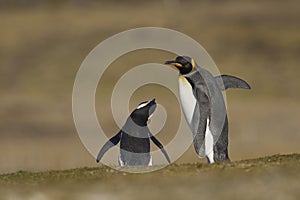 Altercation between penguins in the Falkland Island