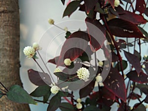 Alternanthera brasiliana, Calico plant, blossom flowers