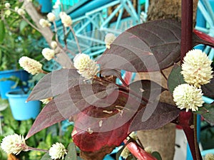 Alternanthera brasiliana, Calico plant, blossom flowers, red leaves