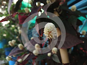 Alternanthera brasiliana, Calico plant, blossom flowers on tree