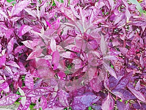 Alternanthera brasiliana L. Kuntze or Brazilian joyweed