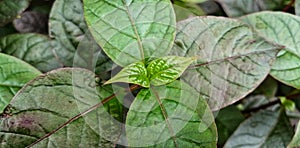 Alternanthera brasiliana for medichine plant