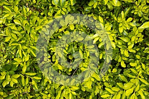 Alternanthera ficoidea 'aurea nana' (Joyweed) leaves photo