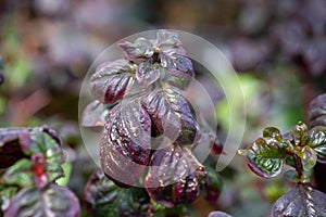 Alternanthera ficoidea `Versicolor` or Calico Plant, Joseph`s Coat, Parrot Leaf