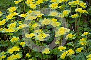 Alternate-leaf golden saxifrage photo