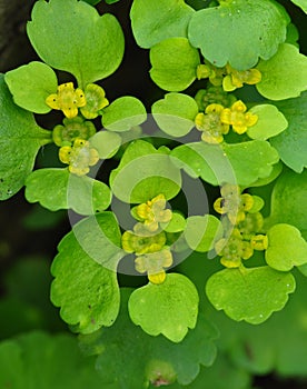 Alternate-leaved golden-saxifrage