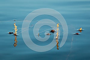 Alternate water-milfoil inflorescence