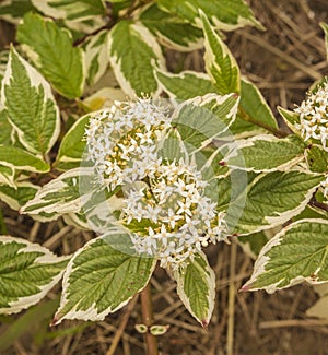 Alternateleaf dogwood `Variegata` in bloom in a garden photo