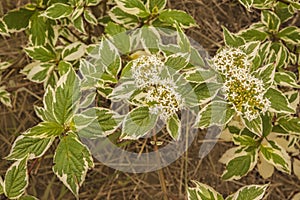 Alternateleaf dogwood `Variegata` in bloom in a garden photo