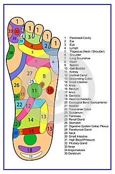 Alternative heal, Acupuncture - Foot Scheme