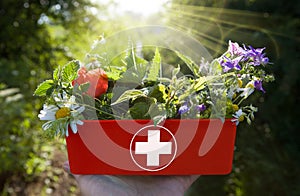 ALTERNATIVE MEDICINE - Fresh herbs in first aid kit