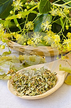 Alternative Medicine. Herbal Therapy.Dried lime blossom flowers