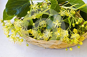Alternative Medicine. Herbal Therapy. Lime blossom flowers