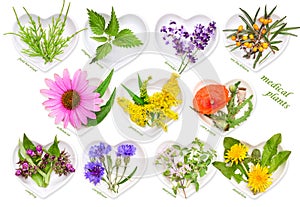 Alternative Medicine with medicinal plants 2 photo
