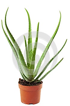 Alternative medicine and naturist remedies concept with an aloe vera plant in a orange pot with a clipping path cutout